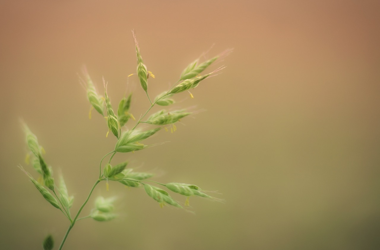 erfahren sie alles über allergien, ihre ursachen, symptome und behandlungsmöglichkeiten, um besser mit allergien im alltag umzugehen.