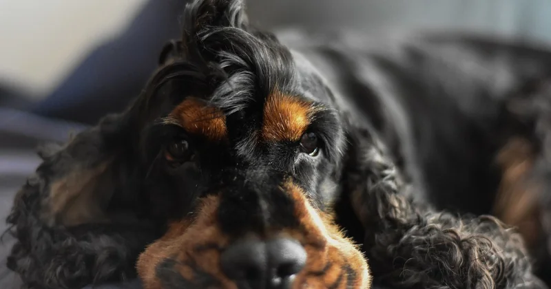 Ist Aussiedoodle eine Qualzucht?