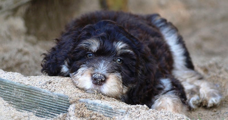 Aussiedoodle: Der perfekte Familienhund im Portrait