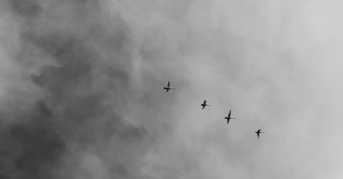 entdecken sie die kunst des minimalismus: weniger ist mehr. erfahren sie, wie einfaches design und reduzierte lebensweise ihre lebensqualität steigern können.