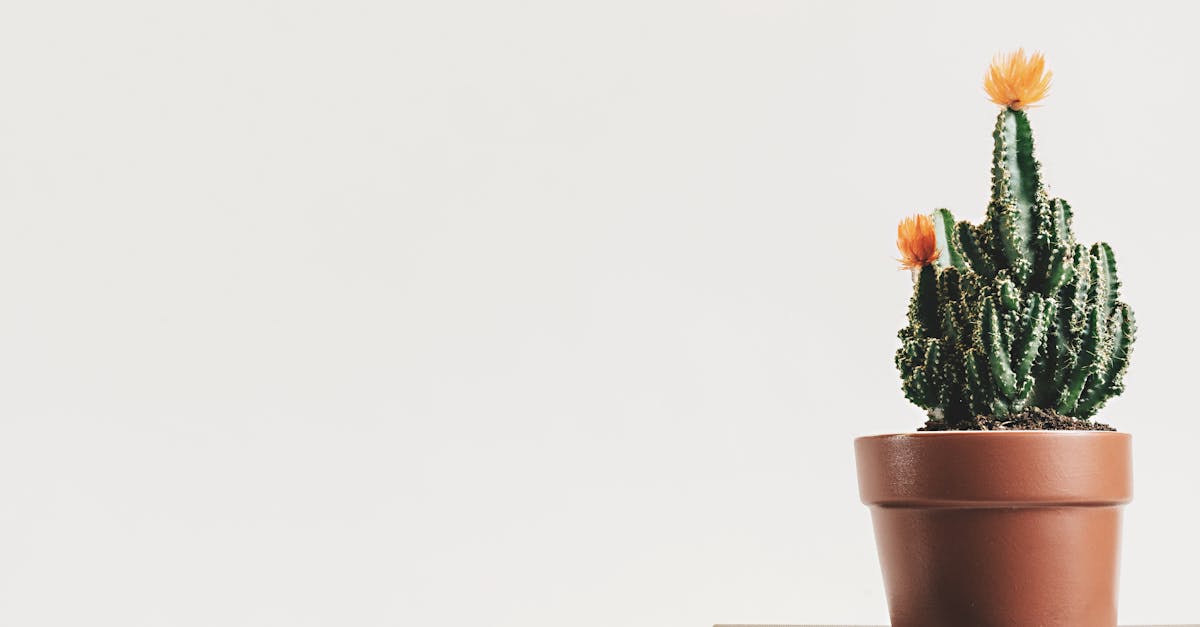 entdecken sie die welt des minimalismus: ein lebensstil, der einfachheit und klarheit fördert. minimieren sie ballast und maximieren sie ihr wohlbefinden durch bewusstes wohnen und nachhaltige entscheidungen.