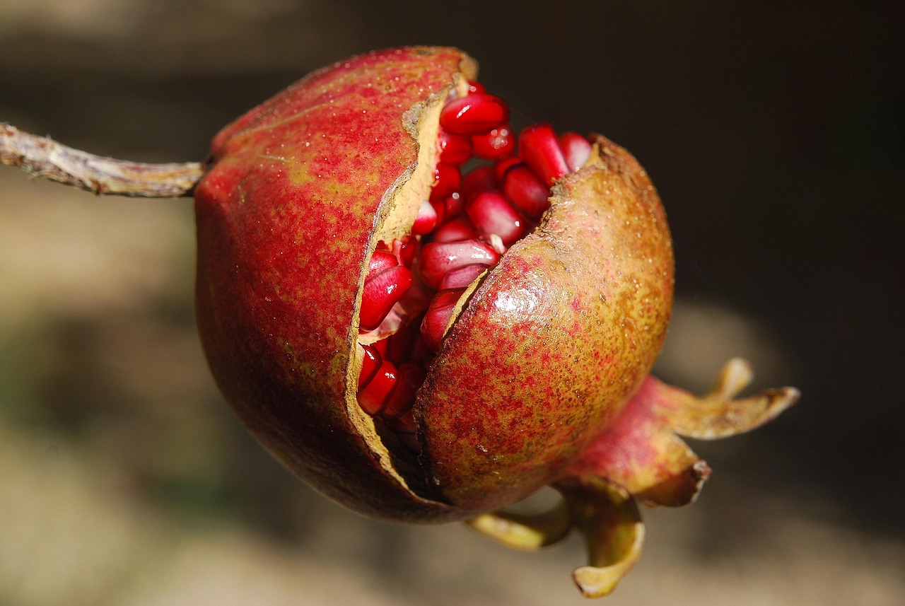 entdecken sie die kraft der superfoods! erfahren sie, wie diese nährstoffreichen lebensmittel ihre gesundheit fördern, ihr wohlbefinden steigern und ihre ernährung bereichern können. ideal für einen aktiven lebensstil und eine ganzheitliche ernährung.