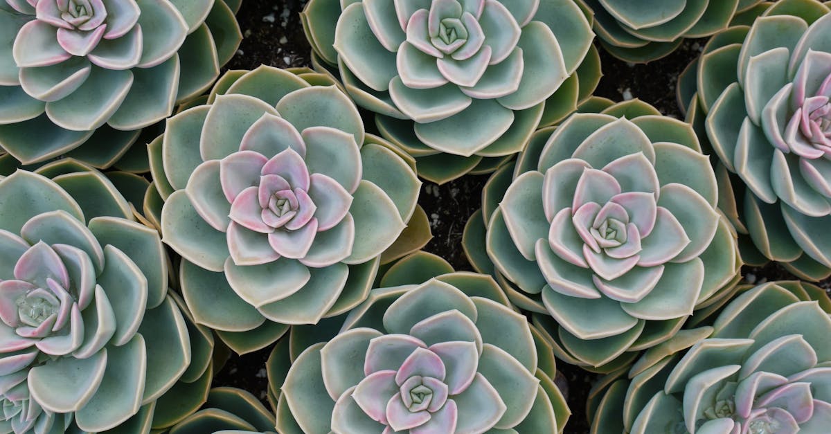entdecken sie die welt des urban gardening! erfahren sie, wie sie in der stadt nachhaltige gärten anlegen können, um frisches gemüse und kräuter anzubauen. gestalten sie ihren raum grüner und verbessern sie ihre lebensqualität.