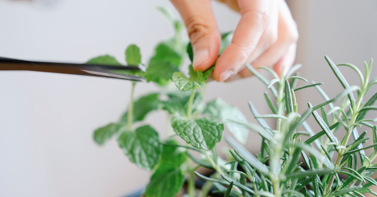 entdecken sie die welt des urban gardening! erfahren sie, wie sie in städtischen umgebungen gemüse, kräuter und blumen anbauen können, um ihren lebensraum zu bereichern und nachhaltige anbaumethoden zu fördern.