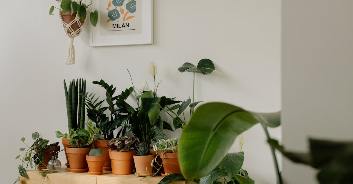 entdecken sie die welt des urban gardening! erfahren sie, wie sie in der stadt ihre eigenen pflanzen anbauen können. tipps für gemüseanbau, vertikale gärten und nachhaltige praktiken.
